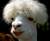 1137 posts au compteur