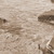 Kanarine972