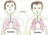 La respiration pour le chant