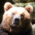 L'ours Fred