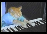 Keyboard Cat plays rock guitar (recorded with the RME Babyface)