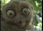 The Dramatic Lemur Original
