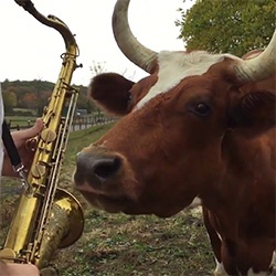 Sax and Cow