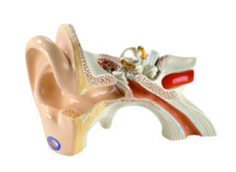 Your Ears, Your Music, Your Hearing