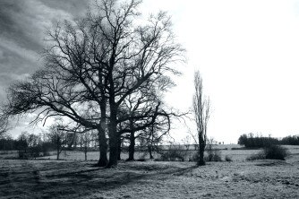 Dina ✿ - Peaceful II