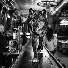 Yoshed - Wolf