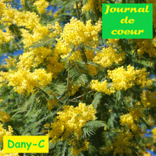 Dany-C - Journal de coeur