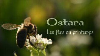 Ostara - Les fées du printemps