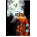 See the photo of the Cinesamples Voxos : Epic Virtual Choirs Cinesamples Voxos : Epic Virtual Choirs