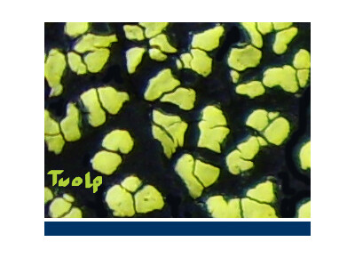 Detunized DTS040 - Twolp