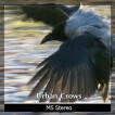 Detunized presents Urban Crows sound library
