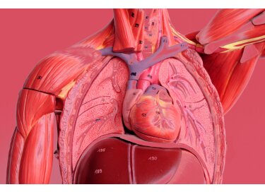 Shapingwaves Stethoscope