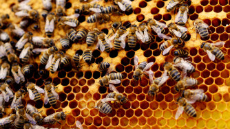 Ça va faire bzz dans vos projets