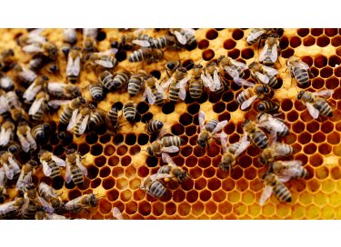 Shapingwaves Insects and Swarms