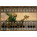 Voir la photo du SampleScience Sitar Renaissance XL SampleScience Sitar Renaissance XL