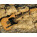 See the photo of the Fender Telecaster (1977) Fender Telecaster (1977)