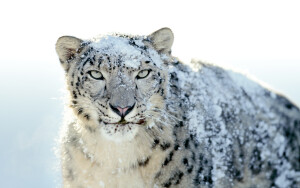Apple OS X 10.6 Snow Leopard