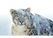Apple OS X 10.6 Snow Leopard