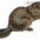 danythebeaver danythebeaver