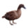 Canard_Lux Canard_Lux