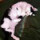 CyberKitty303 CyberKitty303