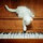 Chat Qui Danse Chat Qui Danse