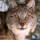 Lynx Lynx