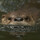 MrLoutre MrLoutre