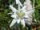 Edelweiss02 Edelweiss02