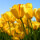 guerrini_81 guerrini_81