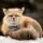 Red Fox Red Fox