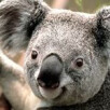 koaladesforets