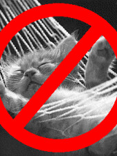 Toi aussi, rejoins le Comité Contre les Chats!