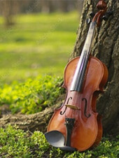 Le violon qui cache la forêt
